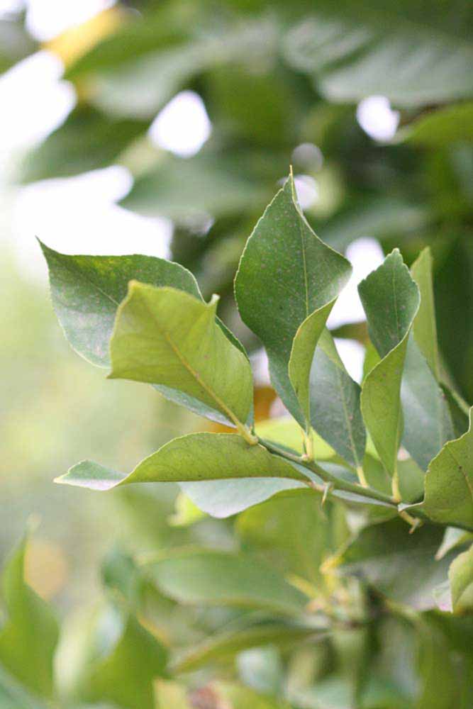               Sun leaves (Prior, Riverside,   CA)   
